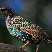 Buy canvas prints of Beautiful Starling by Michelle Bowler