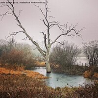 Buy canvas prints of Boddington Reservoir Lone tree frozen in a pond by Michelle Bowler