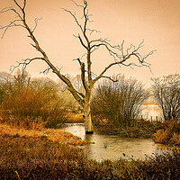 Buy canvas prints of Lone Tree Boddington Reservoir by Michelle Bowler