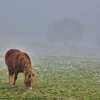 Buy canvas prints of Pony grazing in the mist by Michelle Bowler