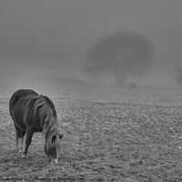 Buy canvas prints of Black and white pony grazing in misty field by Michelle Bowler
