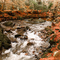Buy canvas prints of Shimna River - Tollymore Forest Park in Northern I by Jennifer Nelson