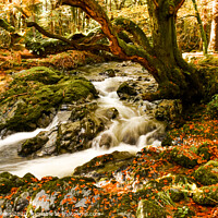 Buy canvas prints of The Enchanted Tree at Tollymore Forest Park by Jennifer Nelson