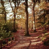 Buy canvas prints of Hidden Pathways - Tollymore Forest Park  by Jennifer Nelson