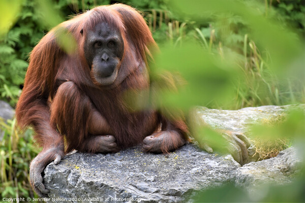 An Orangutan Picture Board by Jennifer Nelson