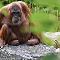 Buy canvas prints of An Orangutan by Jennifer Nelson