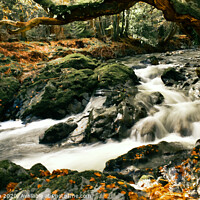 Buy canvas prints of Shimna River - Tollymore Forest by Jennifer Nelson