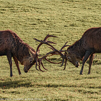 Buy canvas prints of Gosford Forest Red Deer Stags  by Jennifer Nelson