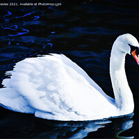 Buy canvas prints of Graceful Swan by James Davies