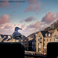 Buy canvas prints of Looe Seagull - Lord of all I Survey by Lee Kershaw