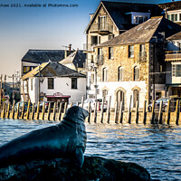 Buy canvas prints of Nelson the Seal at Looe by Lee Kershaw