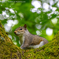 Buy canvas prints of Squirrel in a Tree by Lee Kershaw