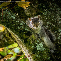 Buy canvas prints of Nosey Squirrel by Lee Kershaw