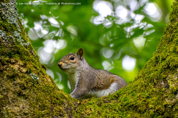 A squirrel standing on a branch Picture Board by Lee Kershaw