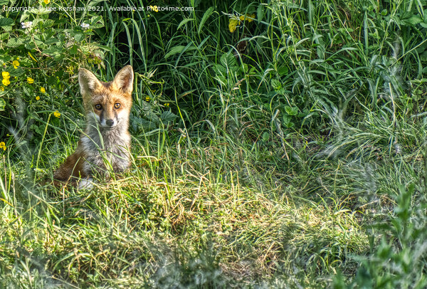 Mature fox cub Picture Board by Lee Kershaw