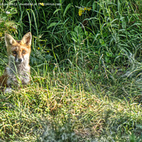 Buy canvas prints of Mature fox cub by Lee Kershaw