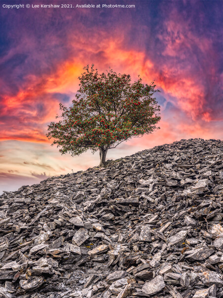 Banishead Quarry - Tree on a Stone Heap Picture Board by Lee Kershaw