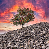 Buy canvas prints of Banishead Quarry - Tree on a Stone Heap by Lee Kershaw