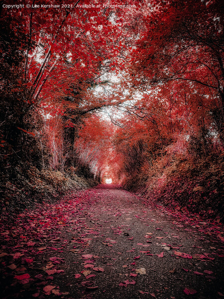 "Crimson Canopy: A Tranquil Autumn Journey" Picture Board by Lee Kershaw