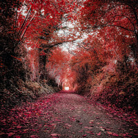 Buy canvas prints of "Crimson Canopy: A Tranquil Autumn Journey" by Lee Kershaw