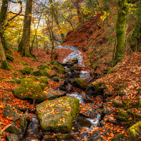 Buy canvas prints of "Autumn's Enchanting Symphony" by Lee Kershaw