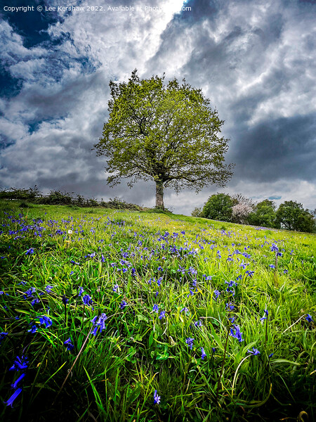 "Serenity in the Valley of Bluebells" Picture Board by Lee Kershaw