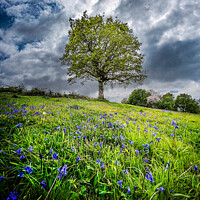 Buy canvas prints of "Serenity in the Valley of Bluebells" by Lee Kershaw