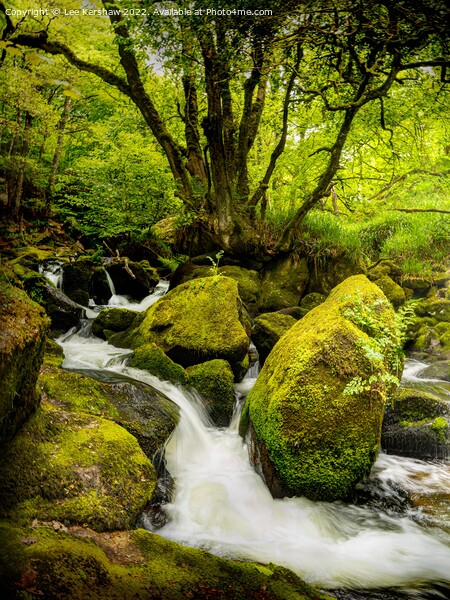 Serene Cascades of Golitha Falls Picture Board by Lee Kershaw