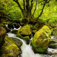 Buy canvas prints of Serene Cascades of Golitha Falls by Lee Kershaw