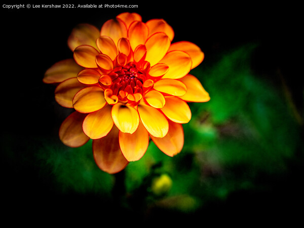 Radiant Sunburst Dahlia Picture Board by Lee Kershaw