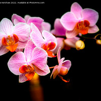 Buy canvas prints of Orchid by Lee Kershaw
