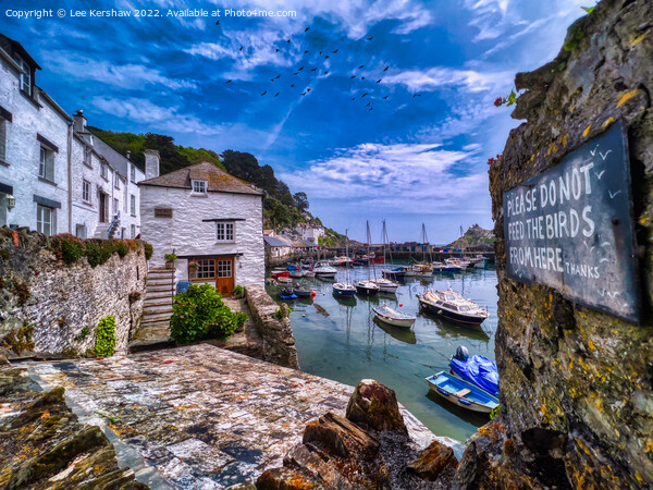 Please Don't Feed the Birds (at Polperro, Cornwall) Picture Board by Lee Kershaw