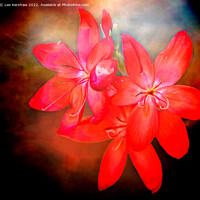Buy canvas prints of River Lily by Lee Kershaw