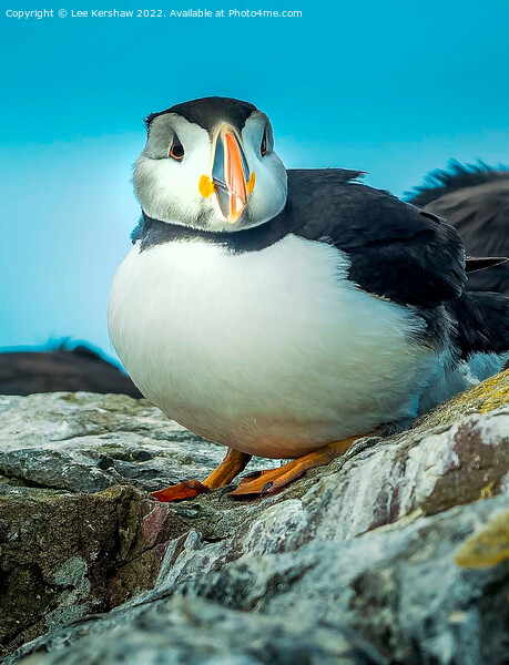Farne Island Puffin Picture Board by Lee Kershaw
