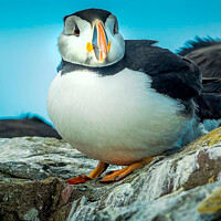 Buy canvas prints of Farne Island Puffin by Lee Kershaw
