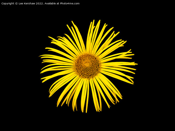 "Radiant Sunflower: A Captivating Floral Delight" Picture Board by Lee Kershaw