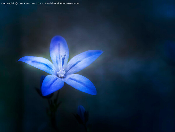 Serene Beauty Illuminated by Blue Aphyllanthes Picture Board by Lee Kershaw