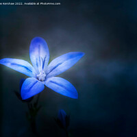 Buy canvas prints of Serene Beauty Illuminated by Blue Aphyllanthes by Lee Kershaw