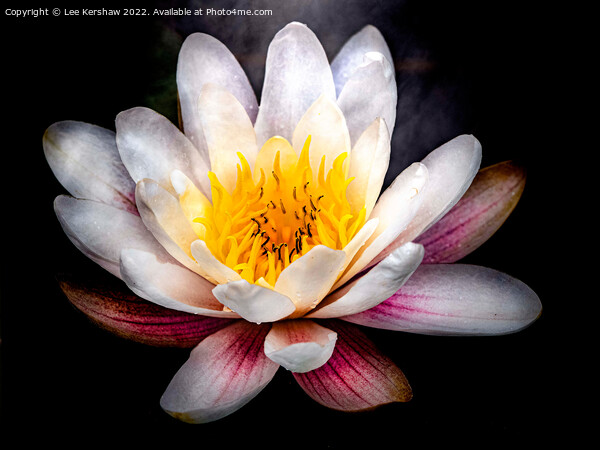 Serene Beauty: A Floating Water Lily Picture Board by Lee Kershaw