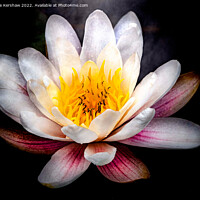 Buy canvas prints of Serene Beauty: A Floating Water Lily by Lee Kershaw