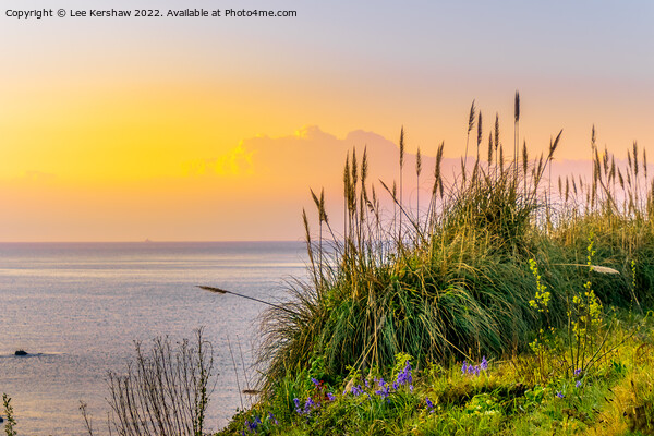 Serene Sunrise Over Cornish Coastal Flowers Picture Board by Lee Kershaw