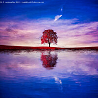 Buy canvas prints of "Crimson Reflection: Solitary Tree Gracefully Ador by Lee Kershaw