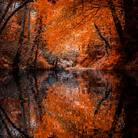 Buy canvas prints of "Autumn's Fiery Embrace: A Captivating Reflection" by Lee Kershaw