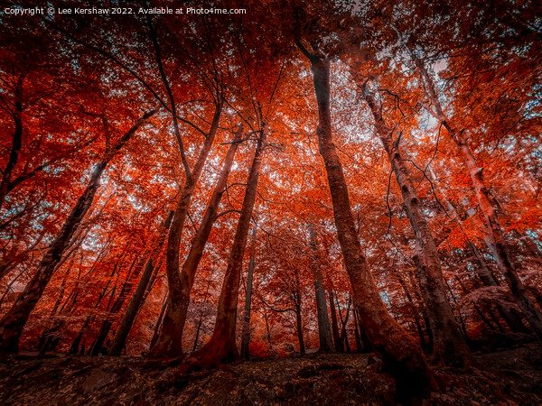 "Enchanting Symphony of Autumn's Palette" Picture Board by Lee Kershaw
