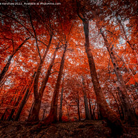 Buy canvas prints of "Enchanting Symphony of Autumn's Palette" by Lee Kershaw