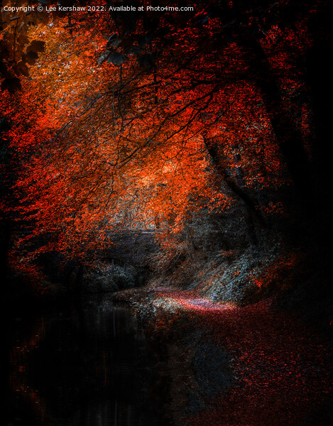 "Autumn's Glowing Pathway" Picture Board by Lee Kershaw