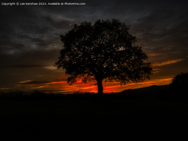 Serene Twilight Over a Striking Solitary Tree Picture Board by Lee Kershaw