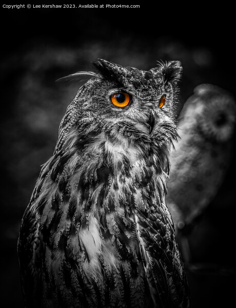 Captivating Gaze at Ebbw Vale Owl Sanctuary Picture Board by Lee Kershaw