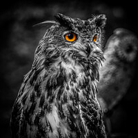 Buy canvas prints of Captivating Gaze at Ebbw Vale Owl Sanctuary by Lee Kershaw