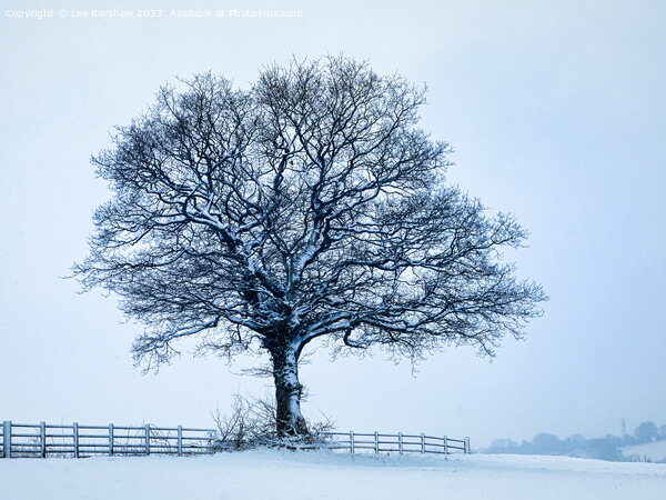 A solitary Tree in a Sparse Winter Wonderland Picture Board by Lee Kershaw